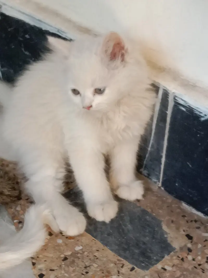 Persian triple coat kittens available — photo 8