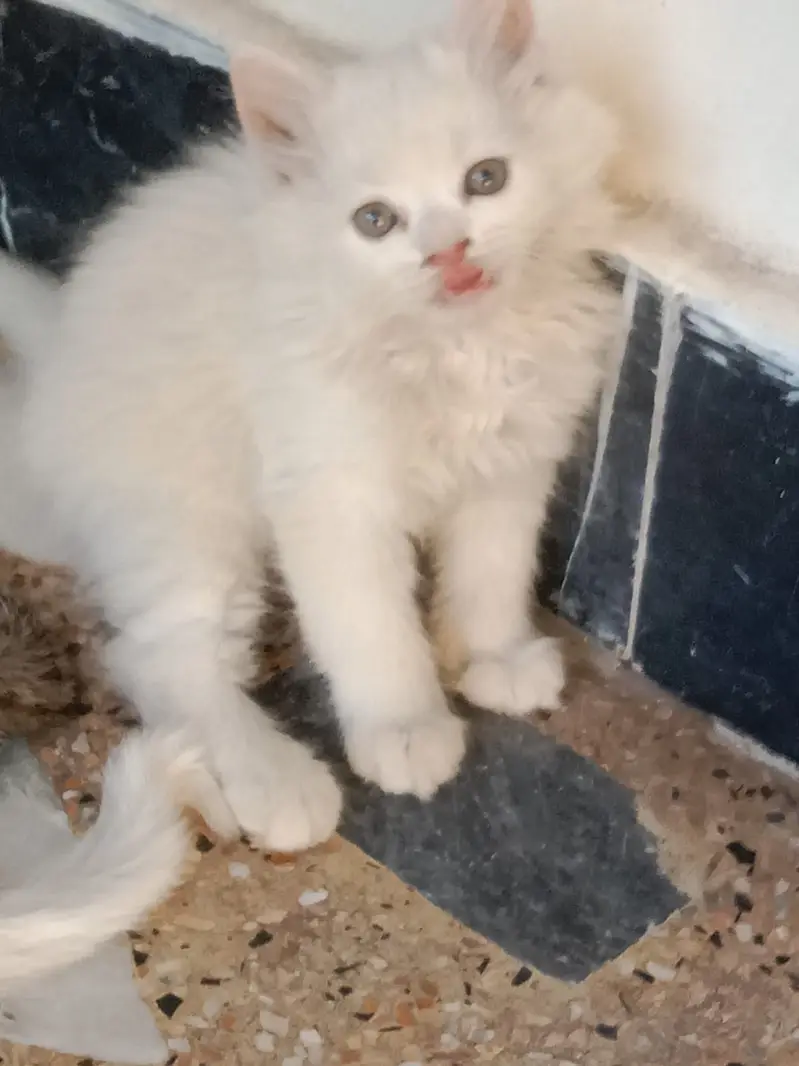 Persian triple coat kittens available — photo 9
