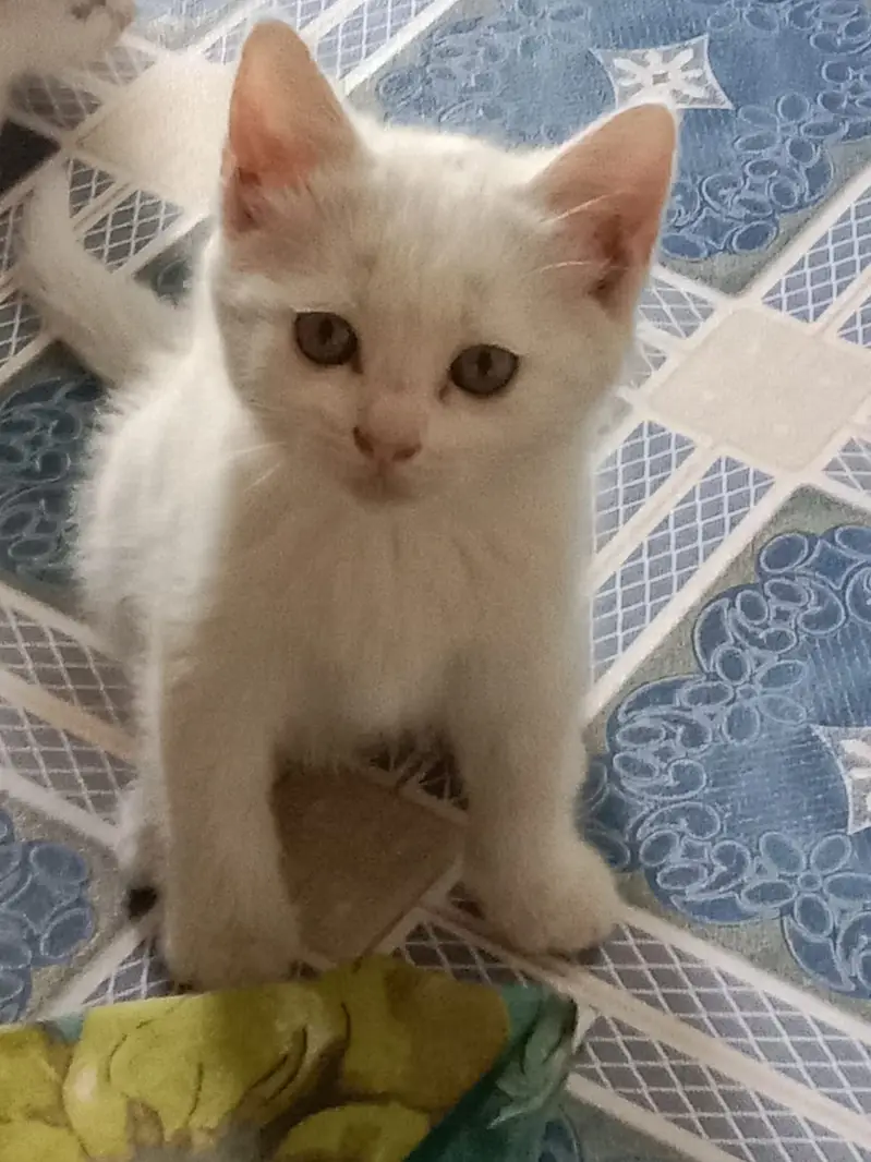 Persian triple coat kittens available — photo 10