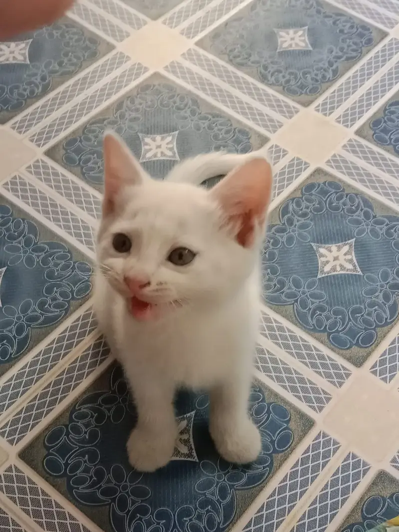 Persian triple coat kittens available — photo 11