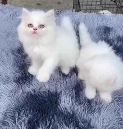 (Persian female kitten) (for sale all) (Pakistan delivery available)
