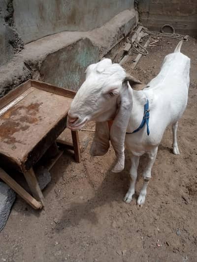 gulabi bakri