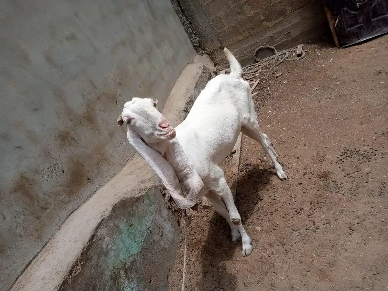 gulabi bakri — photo 2