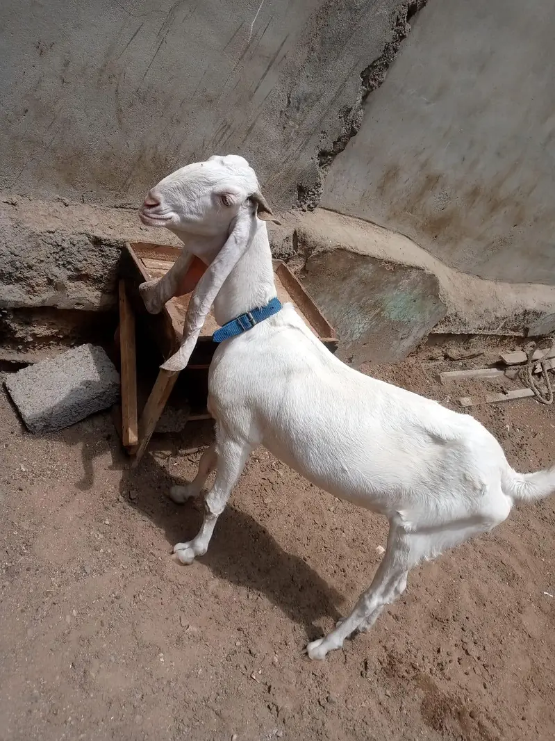 gulabi bakri — photo 3