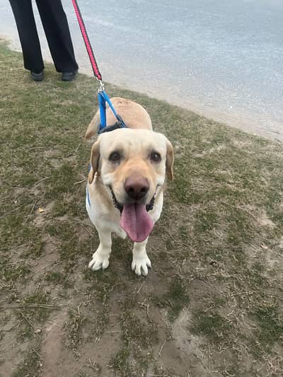 labrador male dog