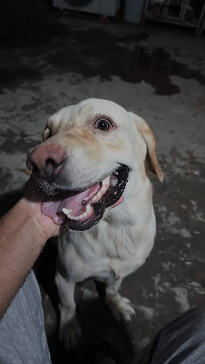 labrador male dog — photo 2