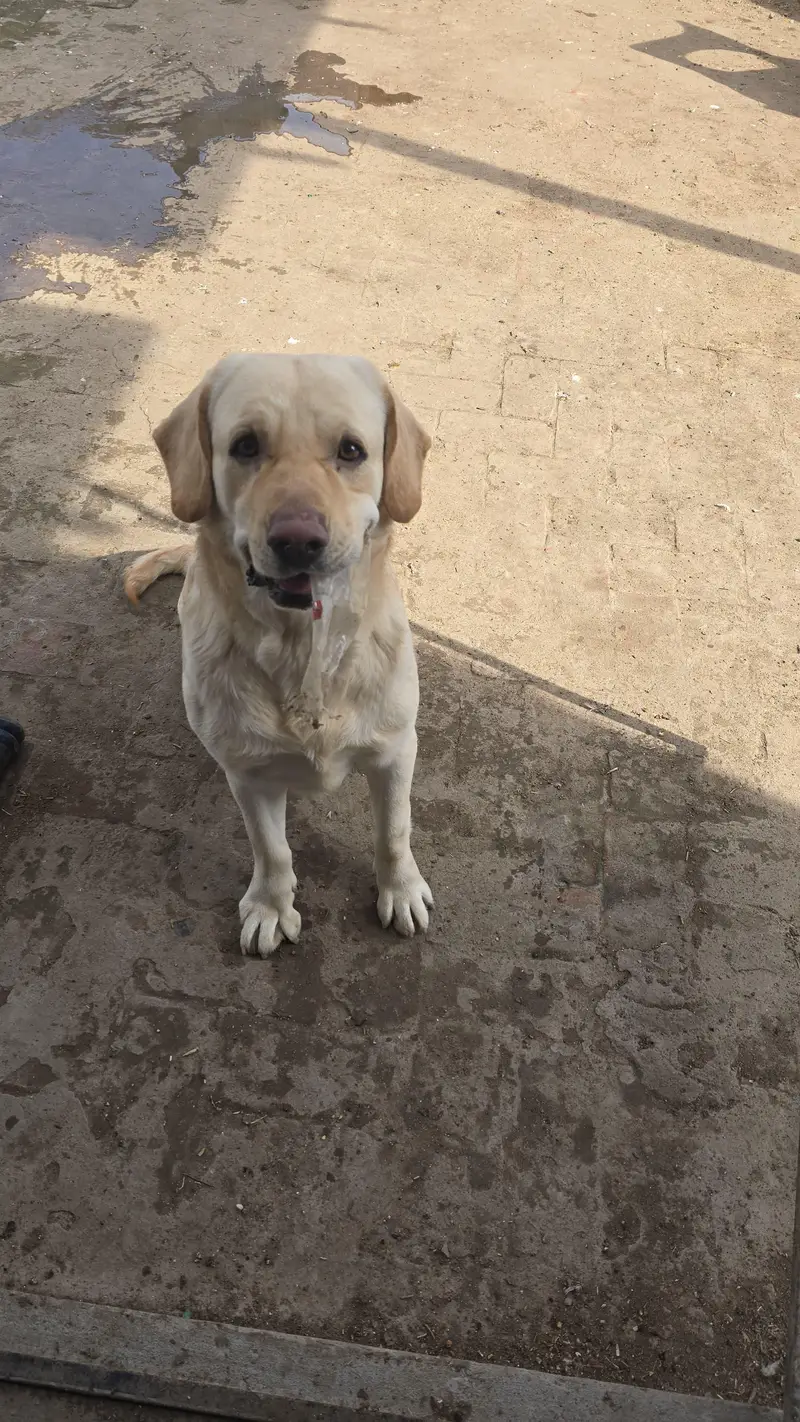 labrador male dog — photo 3