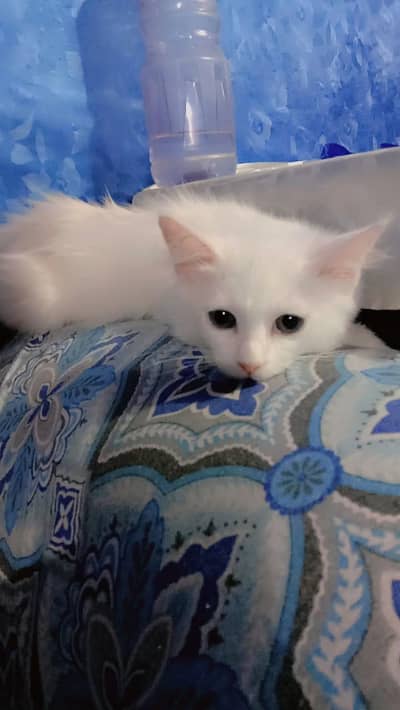 Persian male and female kittens for sale