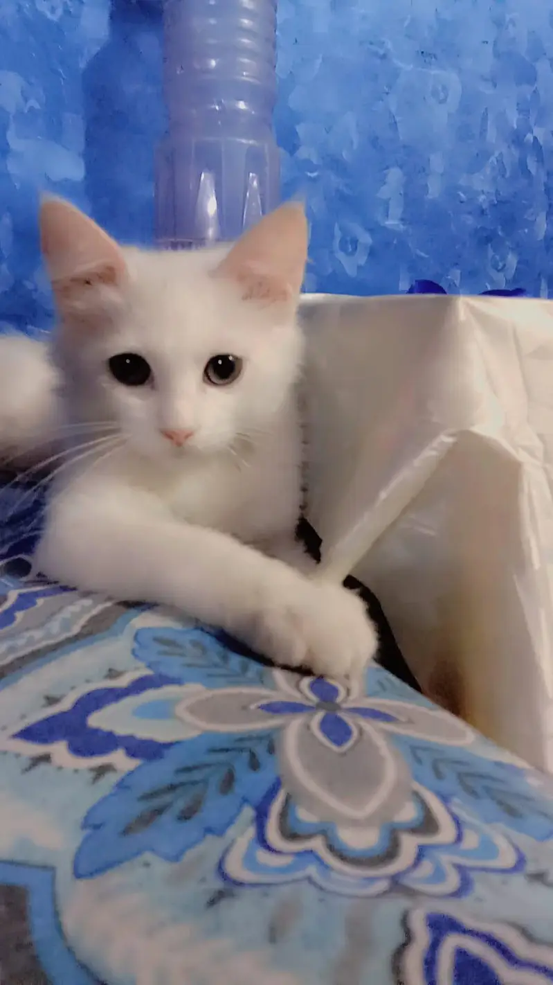 Persian male and female kittens for sale — photo 2