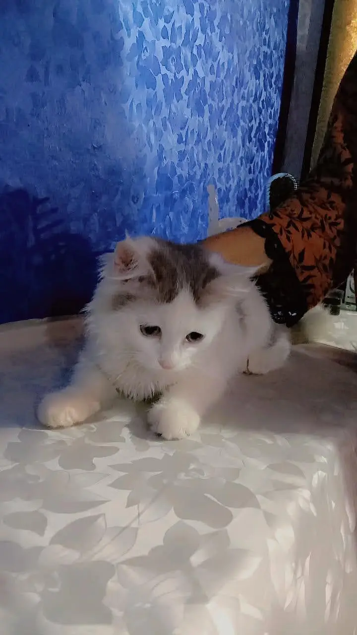 Persian male and female kittens for sale — photo 3