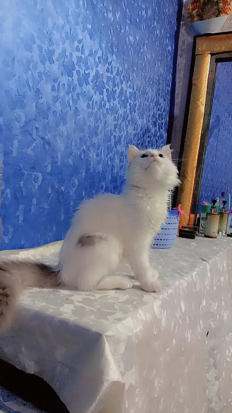 Persian male and female kittens for sale — photo 4