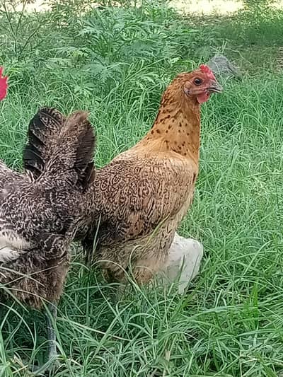 Desi Murgia Lying eggs for sale