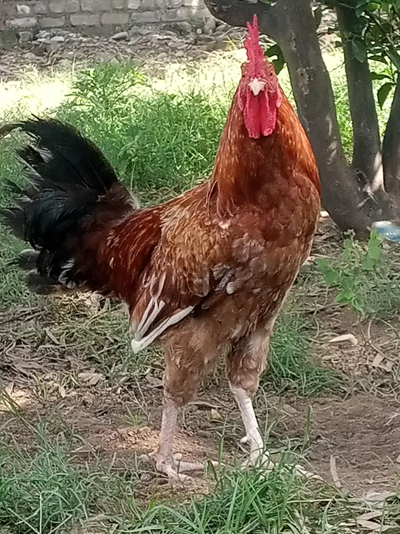 Desi Murgia Lying eggs for sale — photo 2