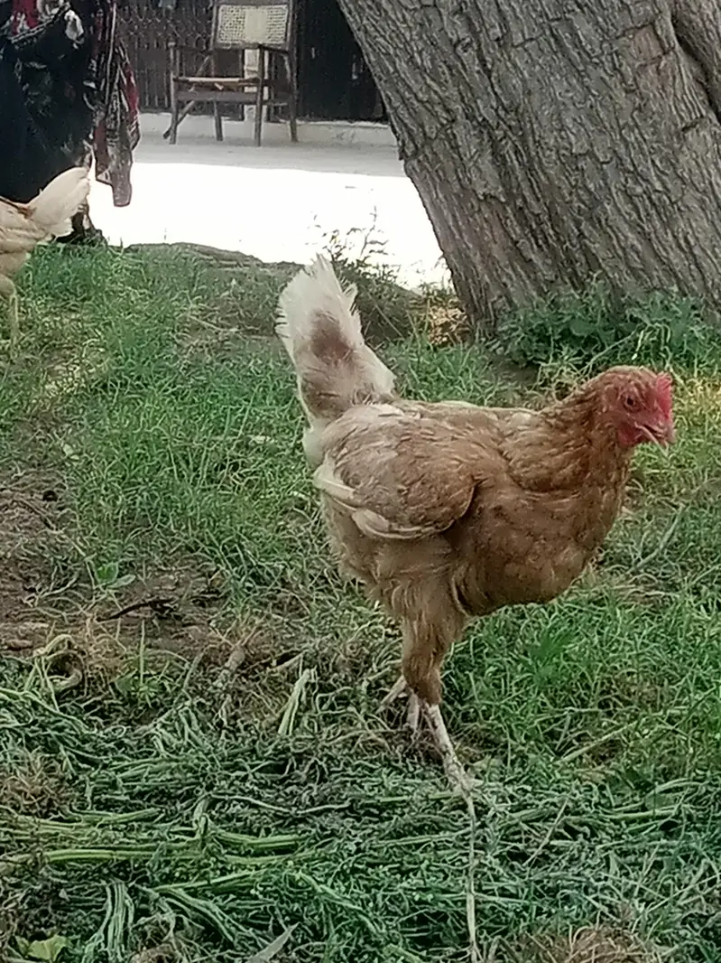 Desi Murgia Lying eggs for sale — photo 3