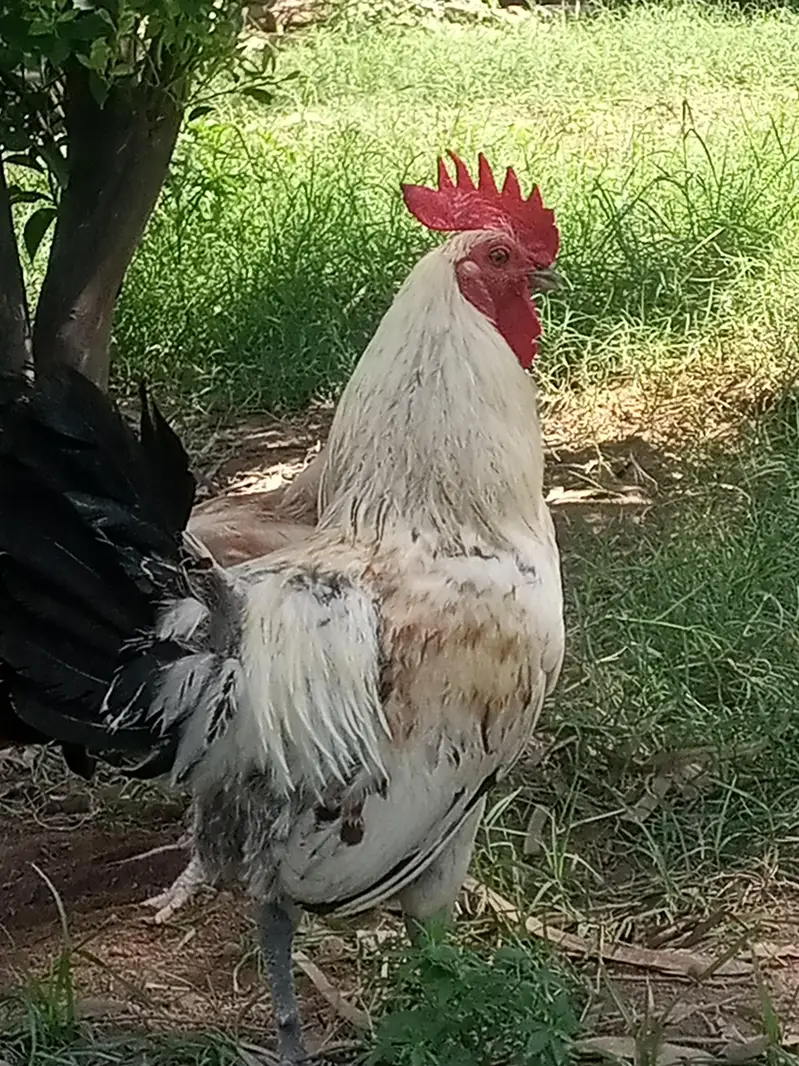 Desi Murgia Lying eggs for sale — photo 4