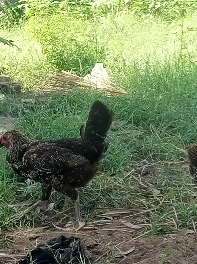 Desi Murgia Lying eggs for sale — photo 6