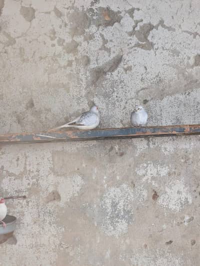 pied dove breeder pair