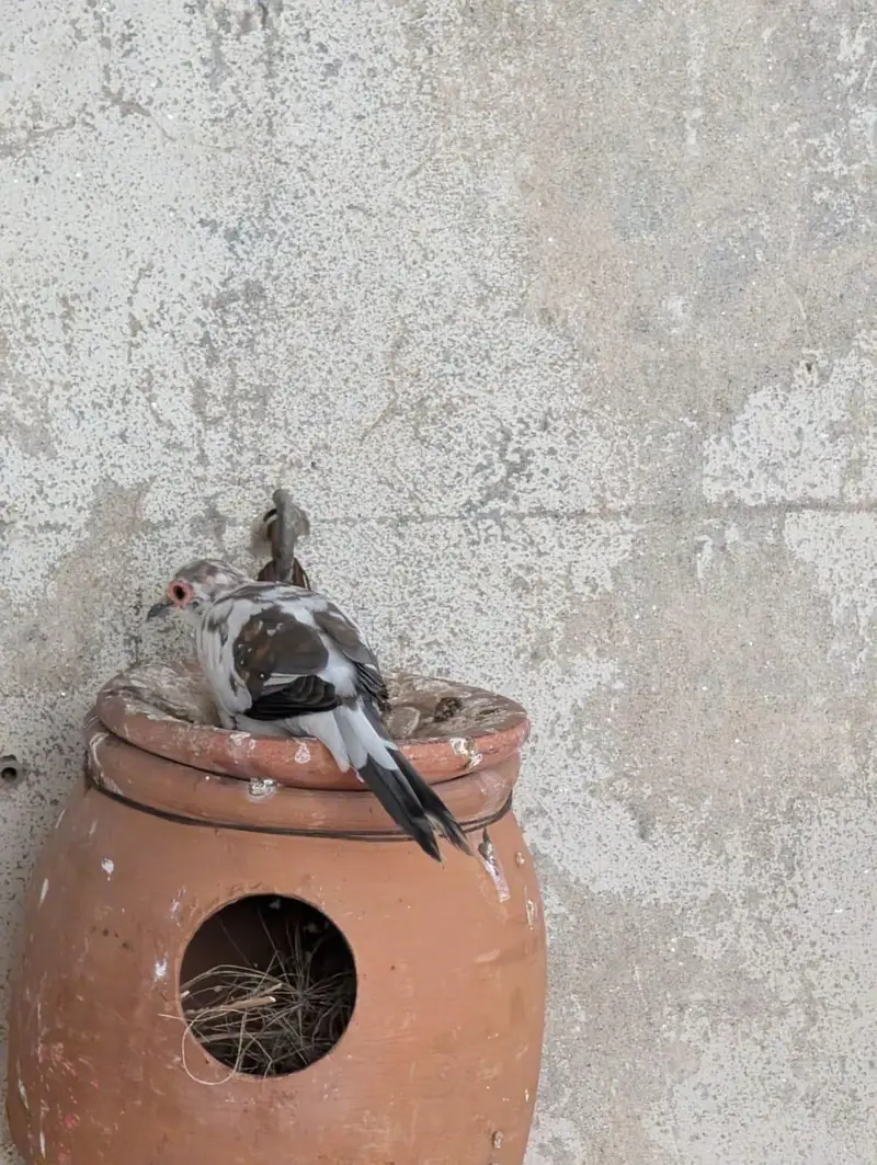 pied dove breeder pair — photo 2