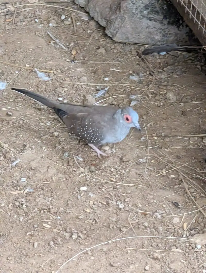 pied dove breeder pair — photo 3