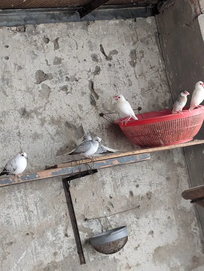 pied dove breeder pair — photo 4