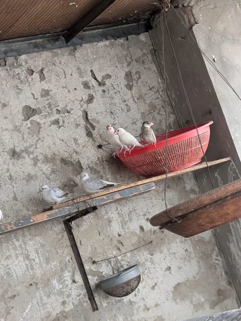 pied dove breeder pair — photo 5
