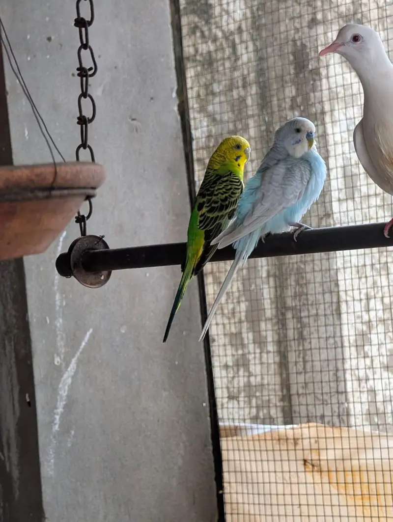 pied dove breeder pair — photo 6