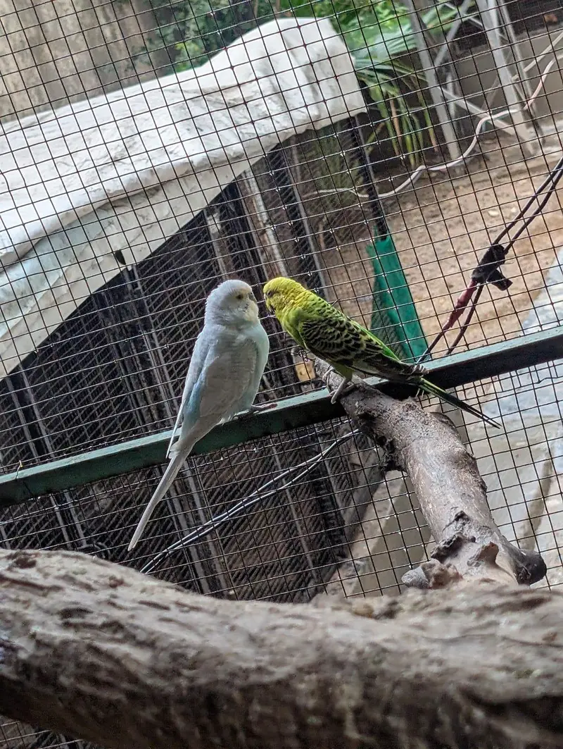 pied dove breeder pair — photo 7