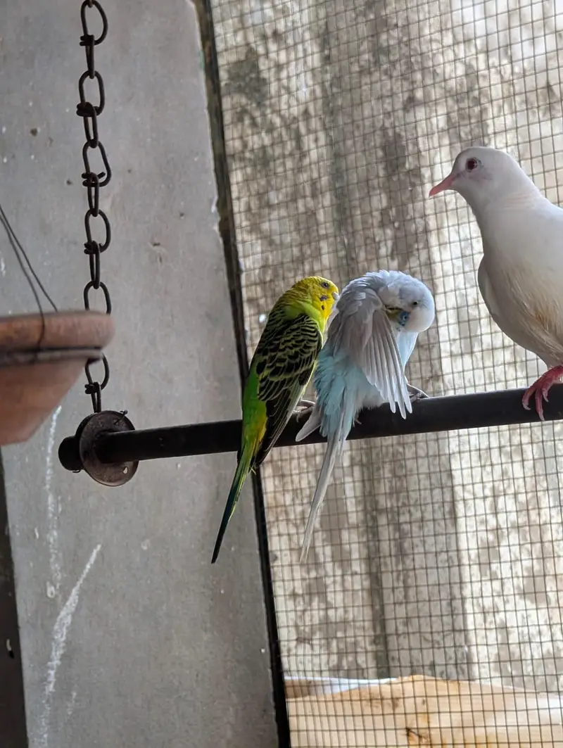 pied dove breeder pair — photo 8
