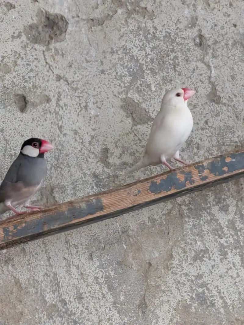 pied dove breeder pair — photo 9