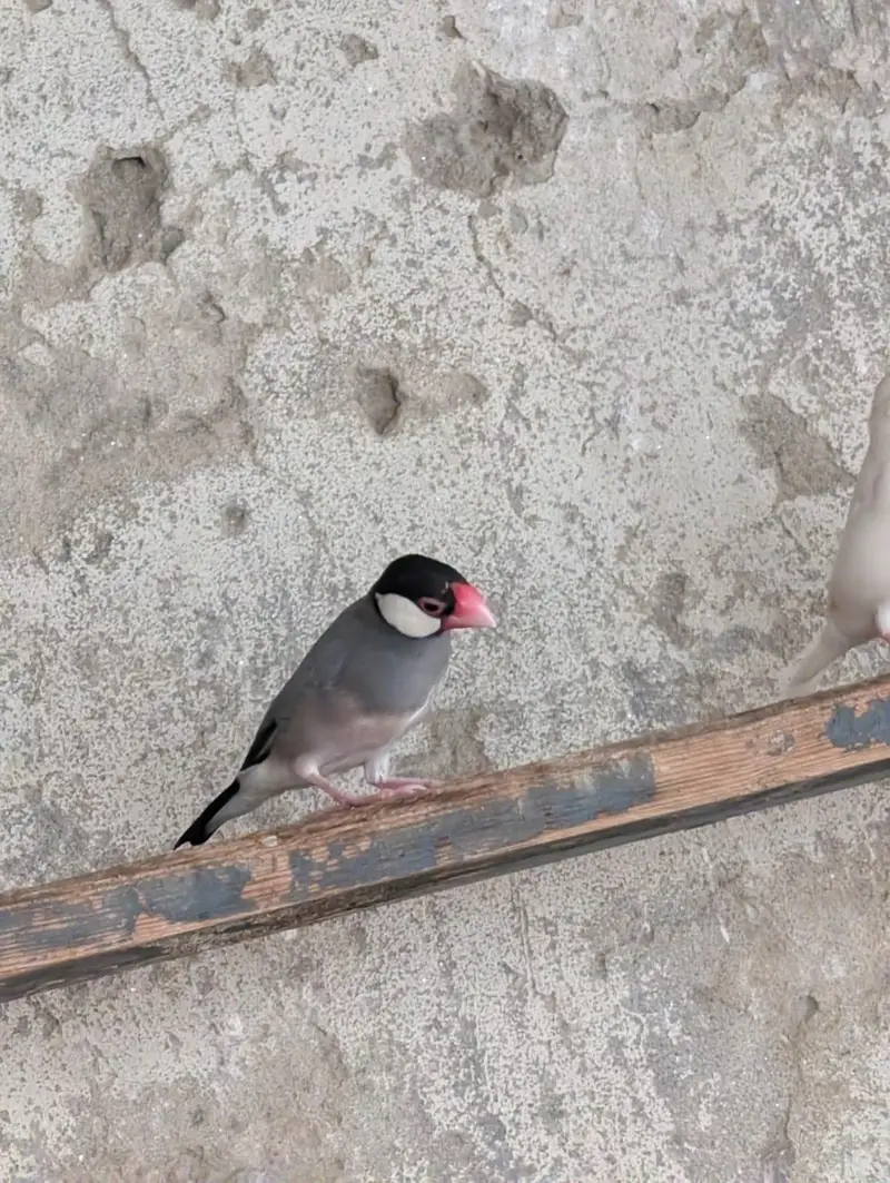 pied dove breeder pair — photo 10
