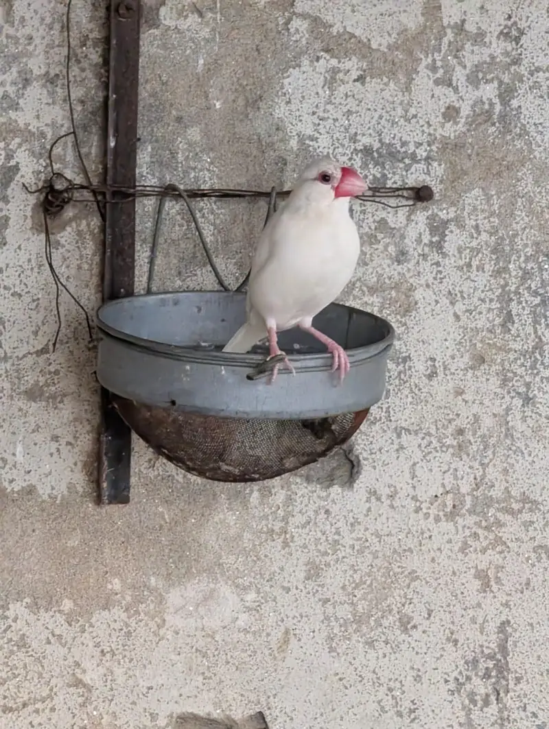 pied dove breeder pair — photo 11