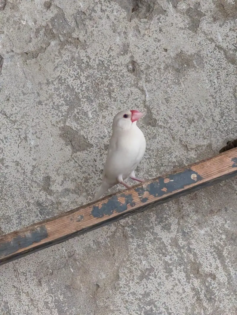 pied dove breeder pair — photo 12