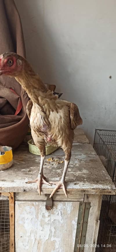 aseel hens