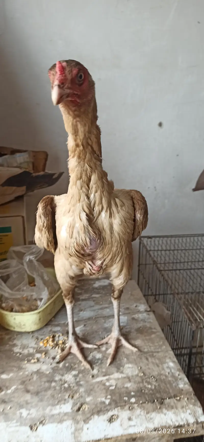aseel hens — photo 2