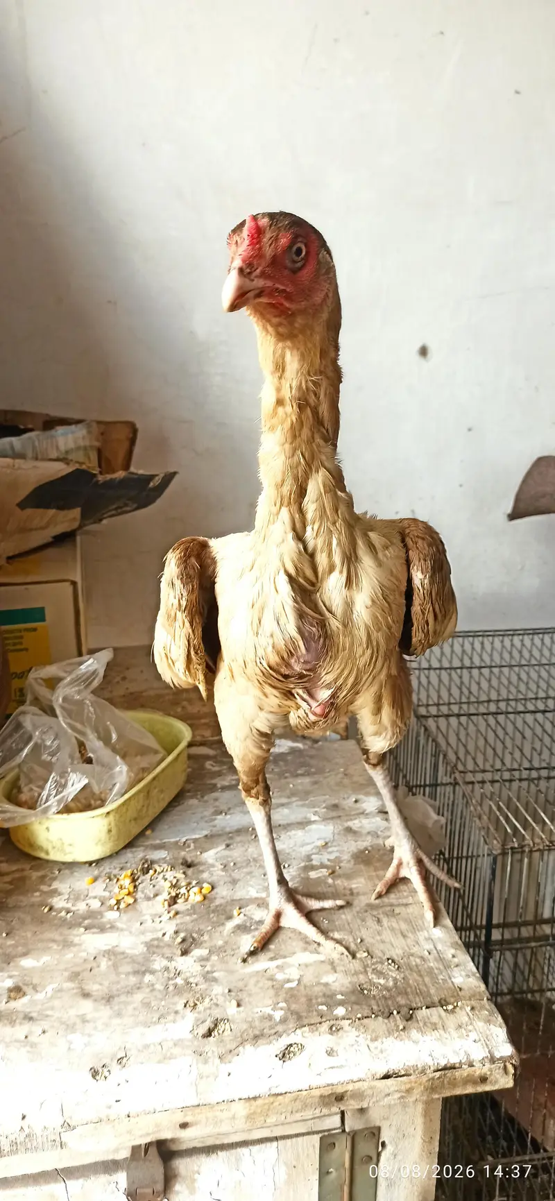 aseel hens — photo 3