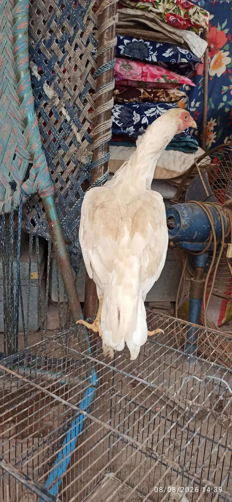 aseel hens — photo 4