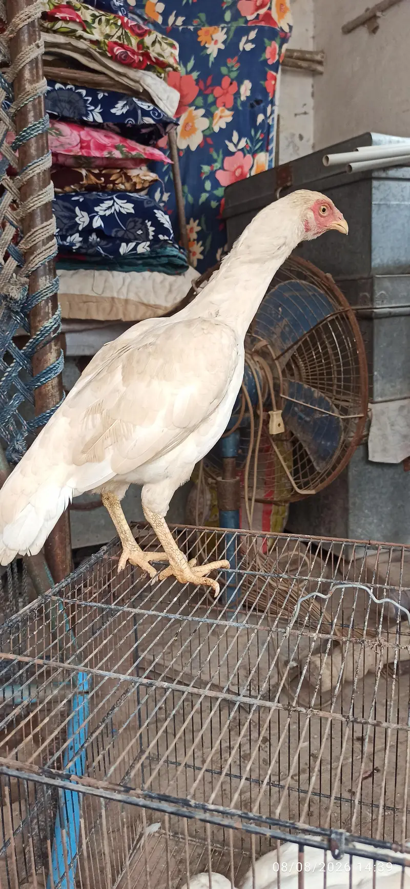 aseel hens — photo 5