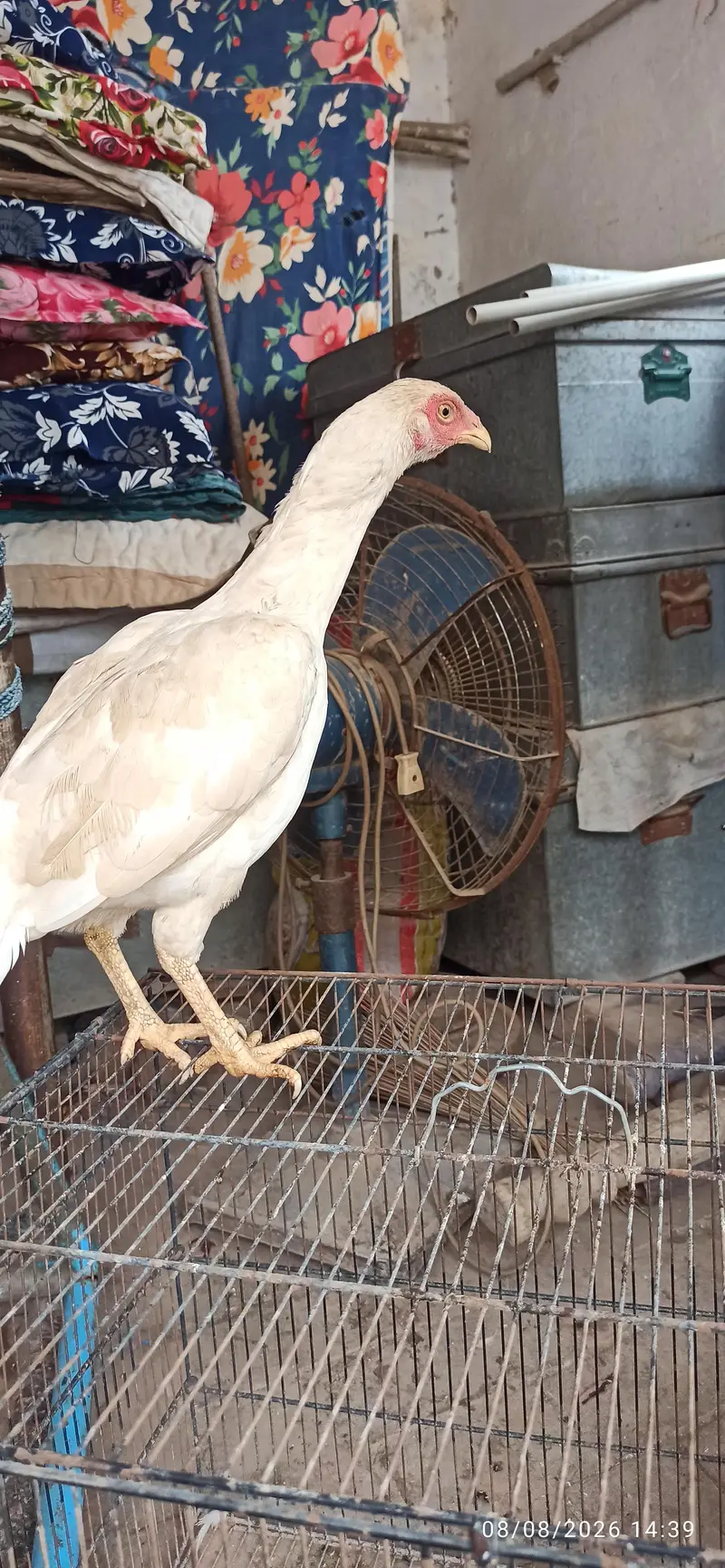 aseel hens — photo 6
