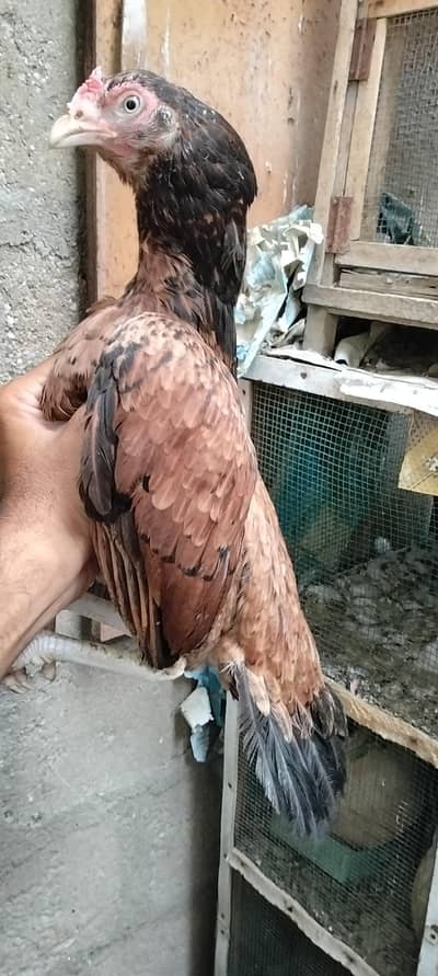 Miyan wali Aseel for sell