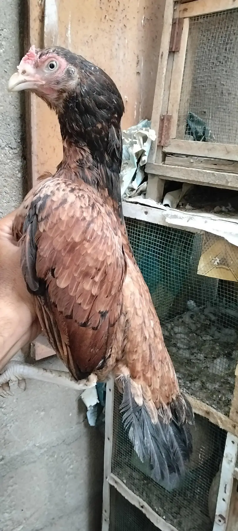 Miyan wali Aseel for sell — photo 2
