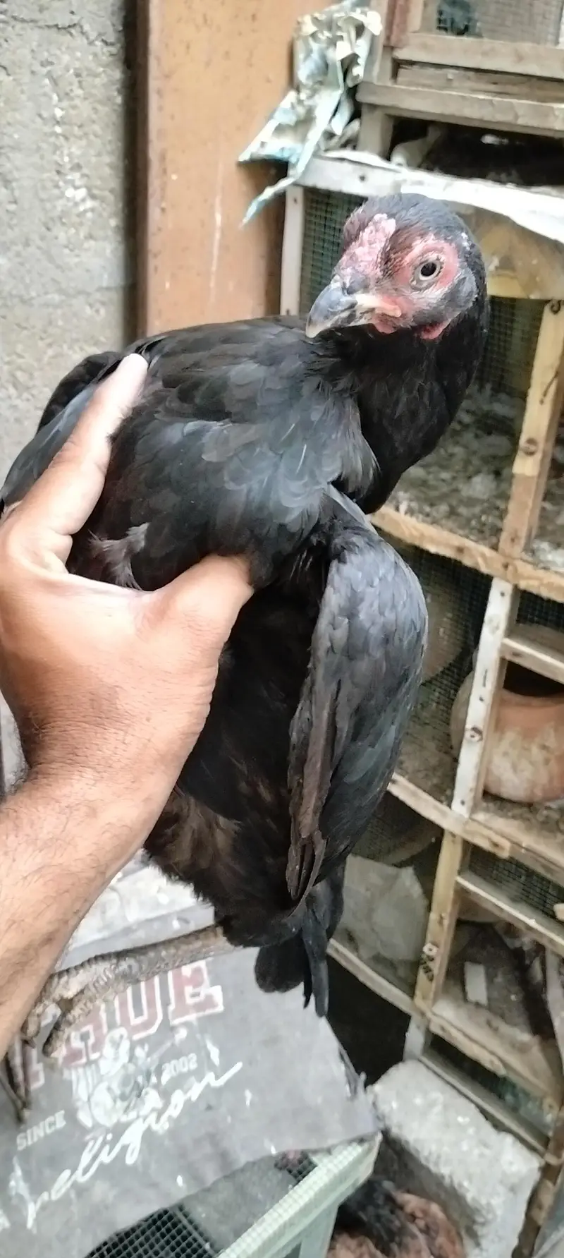 Miyan wali Aseel for sell — photo 3