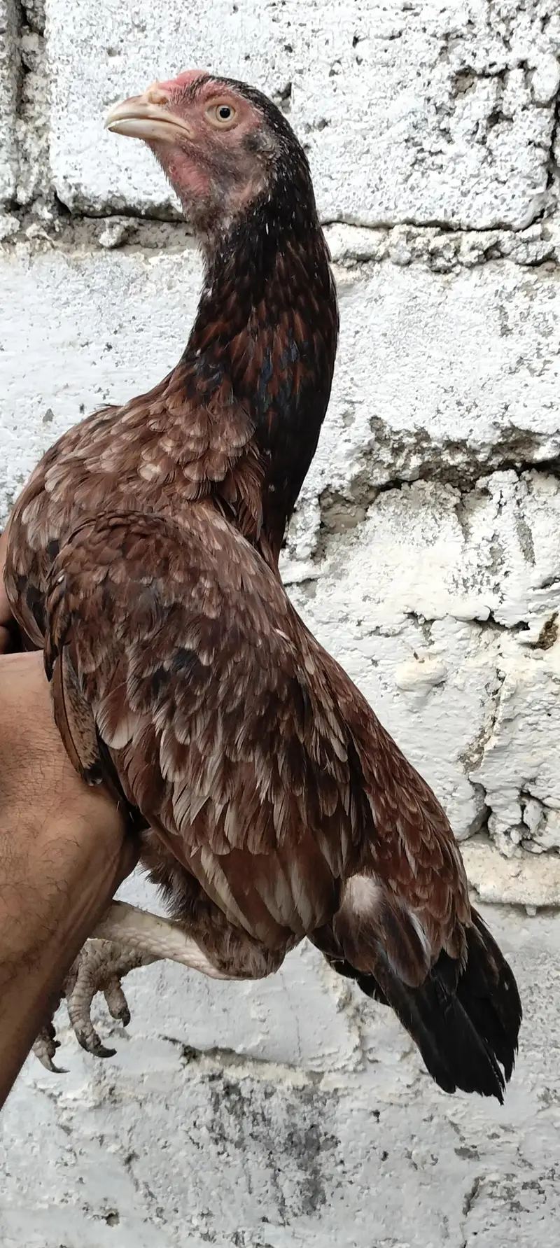 Miyan wali Aseel for sell — photo 7