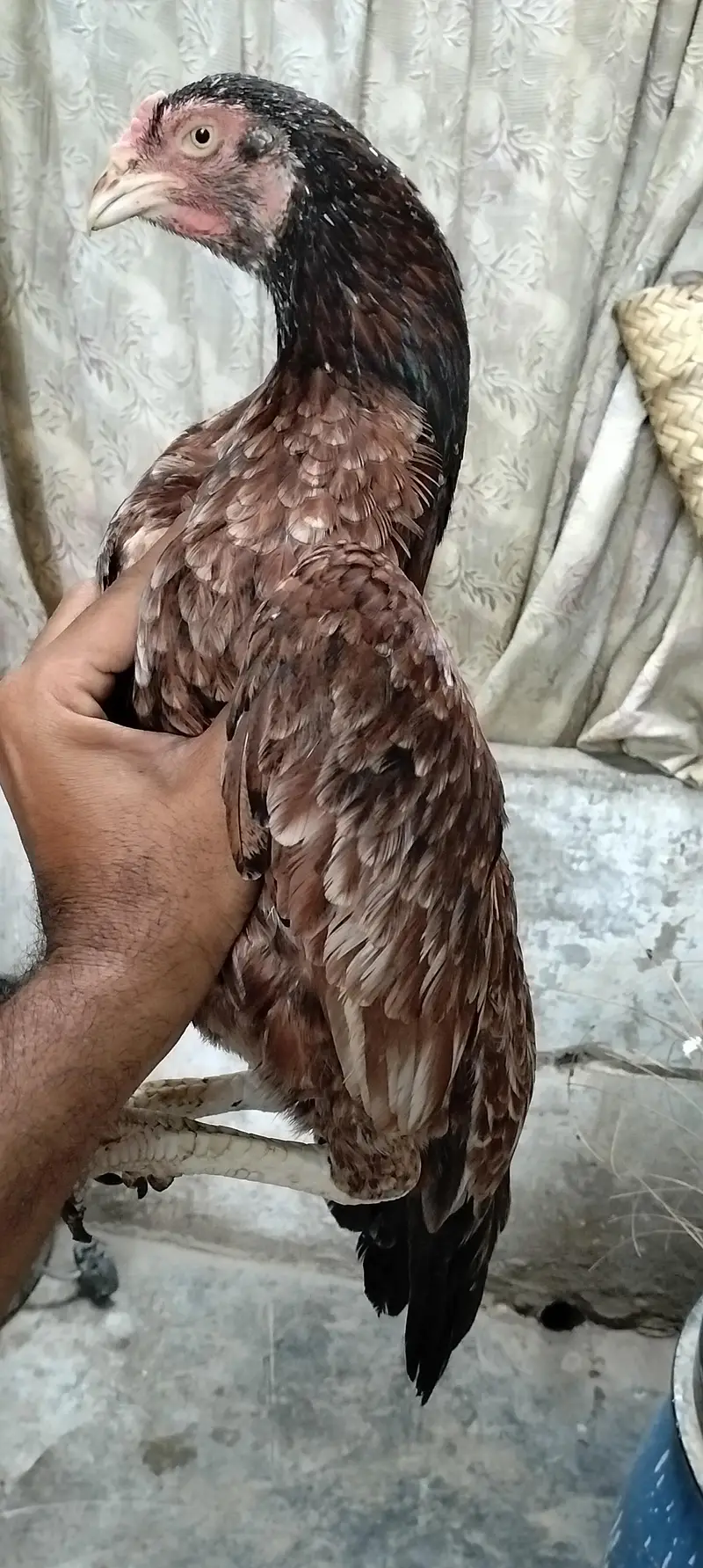 Miyan wali Aseel for sell — photo 9