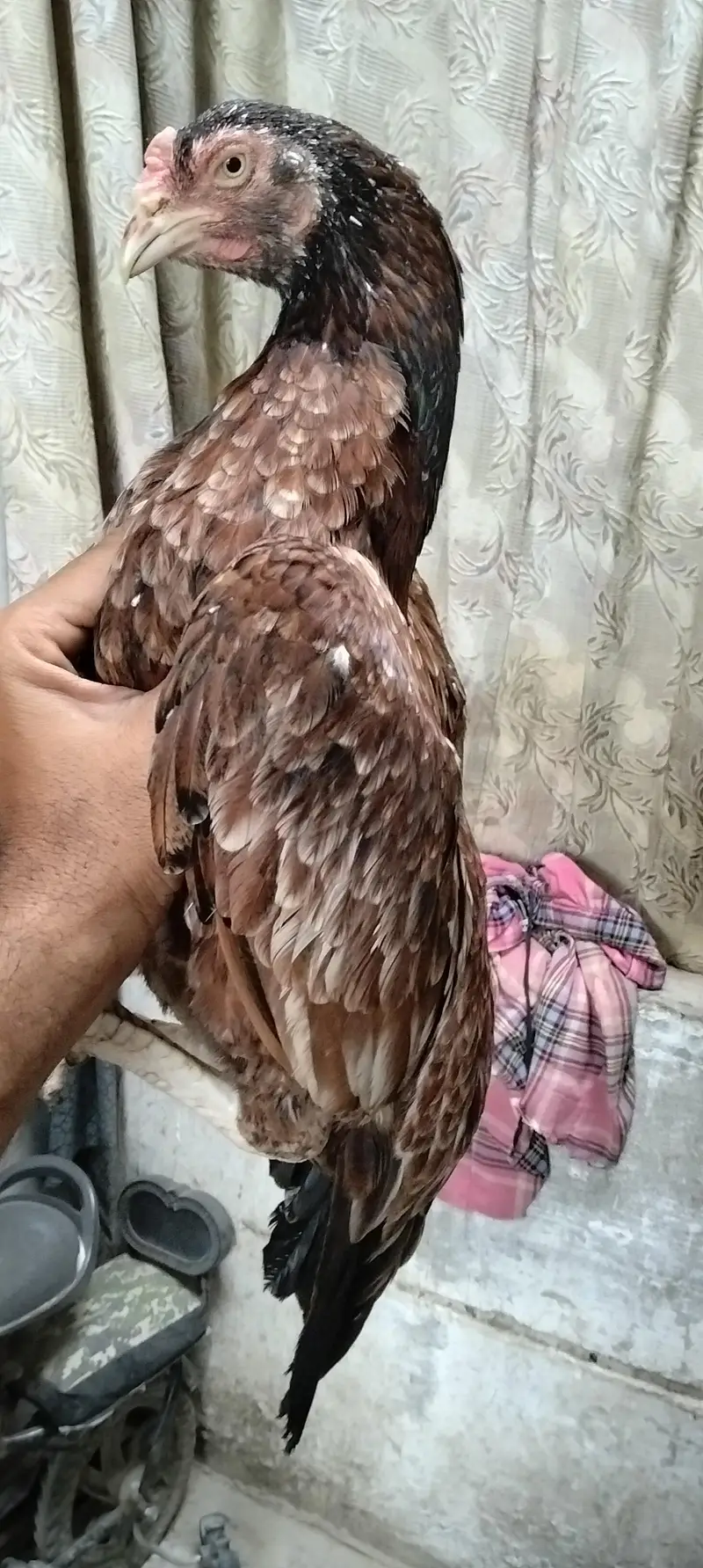 Miyan wali Aseel for sell — photo 10