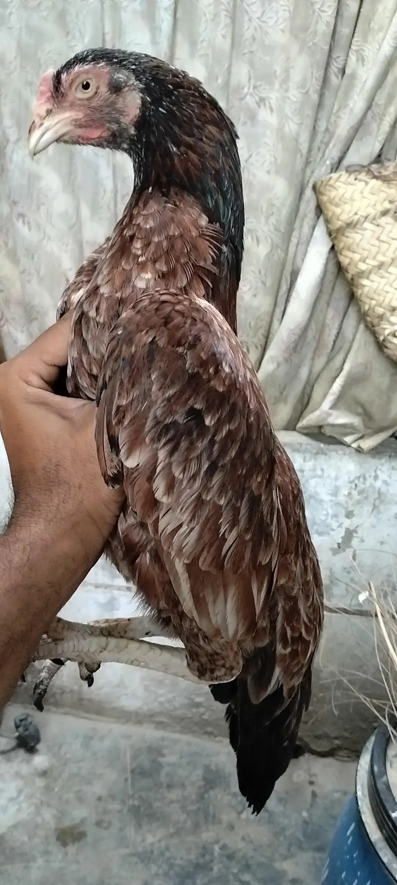 Miyan wali Aseel for sell — photo 11