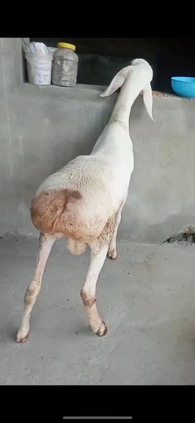 Kabali Dumba