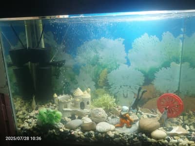 Fish Aquarium