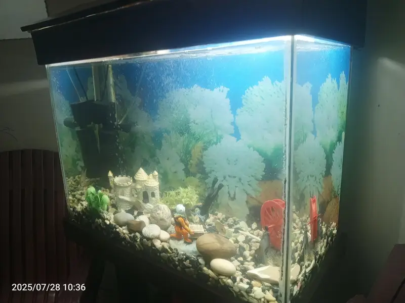 Fish Aquarium — photo 2
