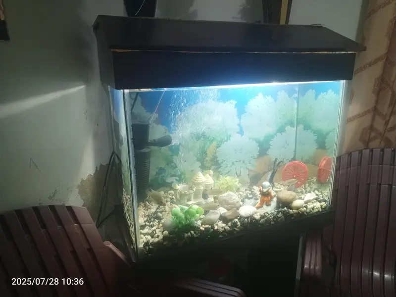 Fish Aquarium — photo 3