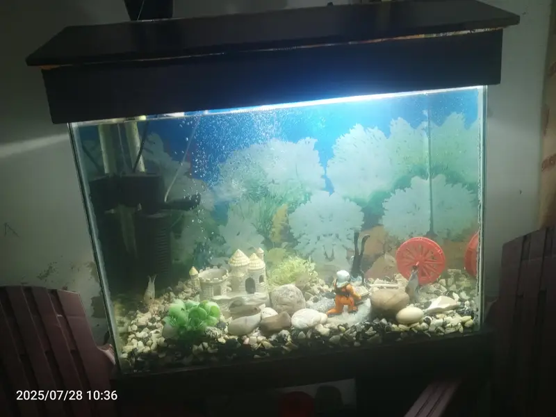 Fish Aquarium — photo 4